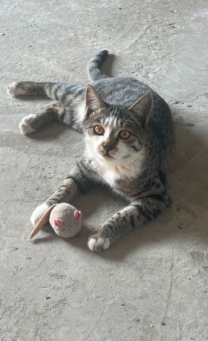 Отдам в добрые руки