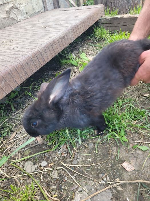 Iepurași cauta alta casă