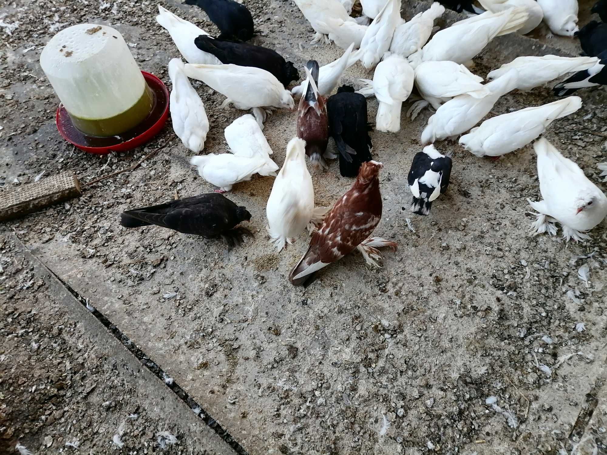 Продавам гълъби.