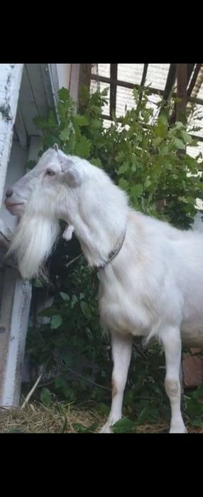 Tap Saanen cu pedigree