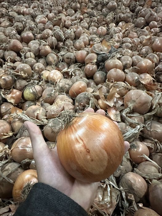 Ceapă diamanta calibru mare