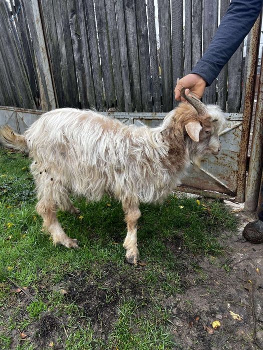 Vând țapi și o capra stearpa