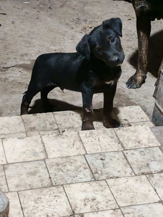 Pitbul  kuchukchala
