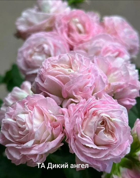 Пеларгонии укорененные черенки