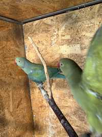 Pereche papagali micul alexandru
