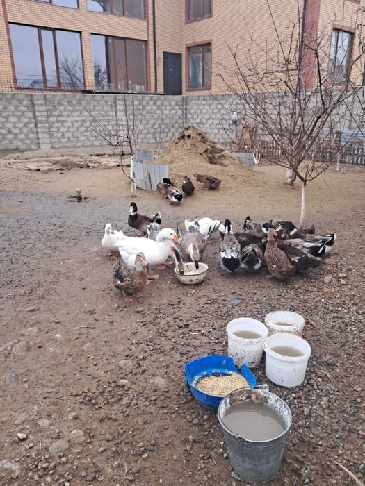 Продам уток 20 штук
