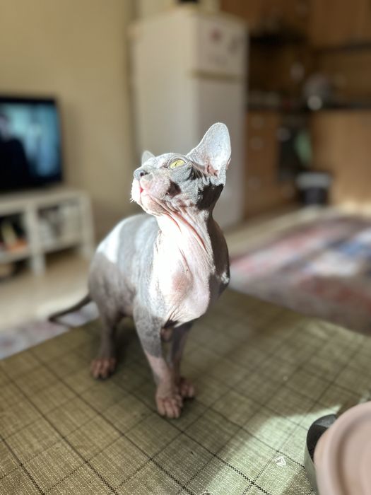Sphynx Сфинкс коте