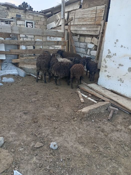 марқа қозылар сатылады