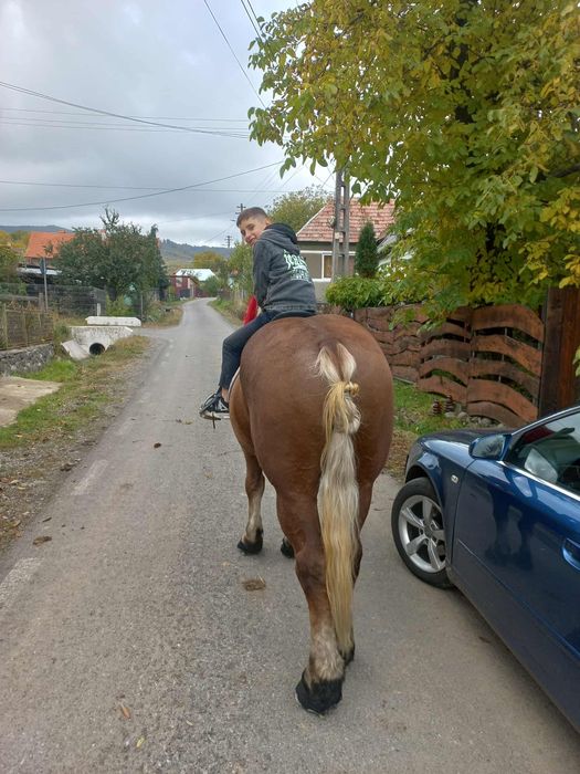 Vând cal de 5 pe 6 ani garantat la or ce proba nu zvarle nu musca j