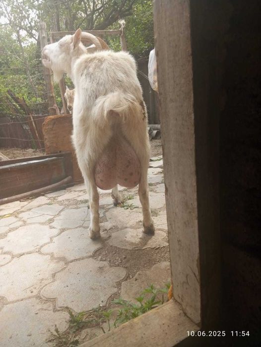 Асыл тұқымды занен ешкілер сатылады