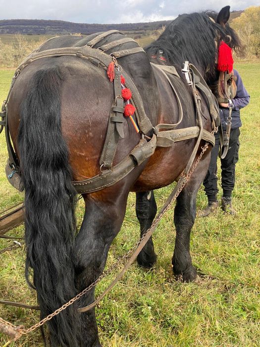 Mânz de 2ani și 5 luni  de vânzare în  sat Viscri jud Brașov
