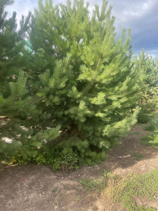 Продаются сосны 5 метровые пышные
