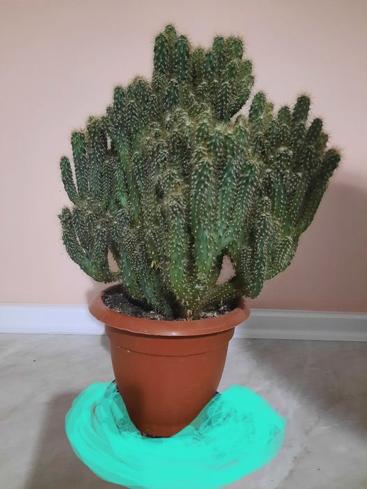 Цветок кактус- каскад