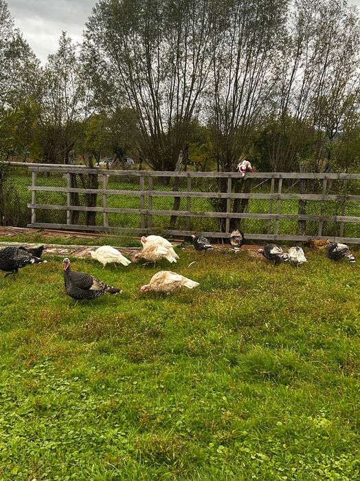 Vand curci si curcani