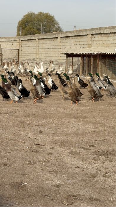 Бегунок утки ordak урдак сотилади
