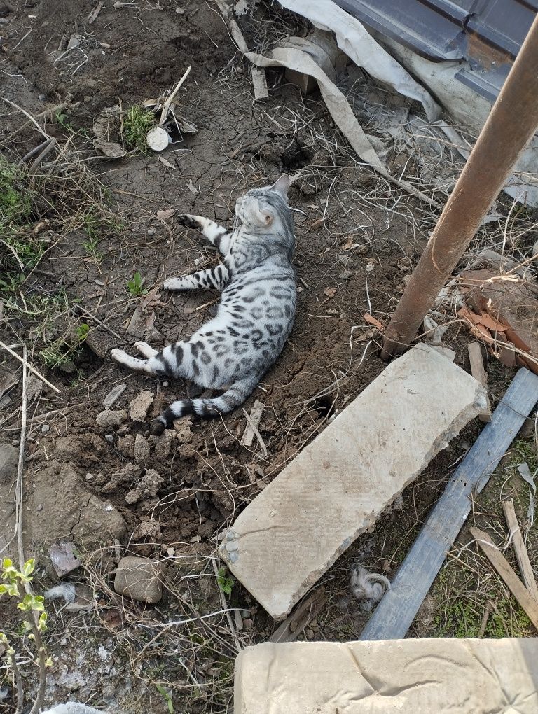 Бенгальский кот серебристого окраса.