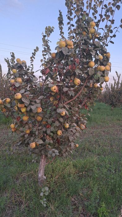 Behi nihollari sotiladi . продаются ростки айвы