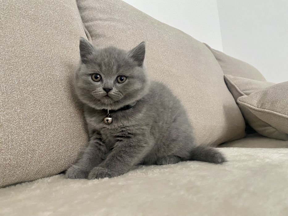 Pui british shorthair