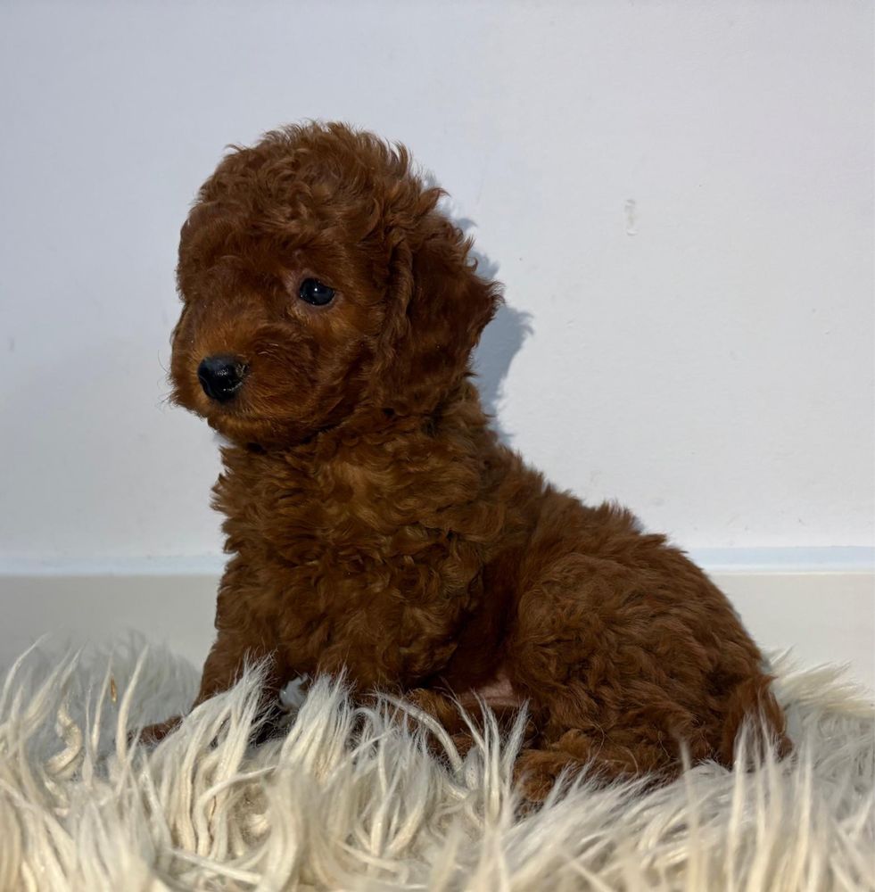 Vand puisor poodle
