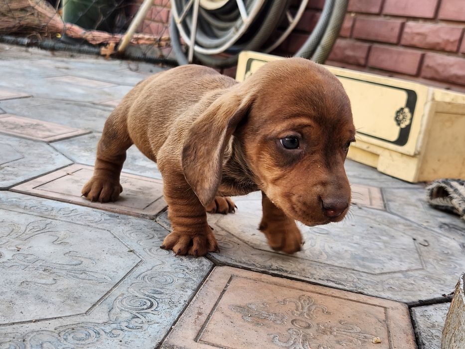 Чистокровные таксы