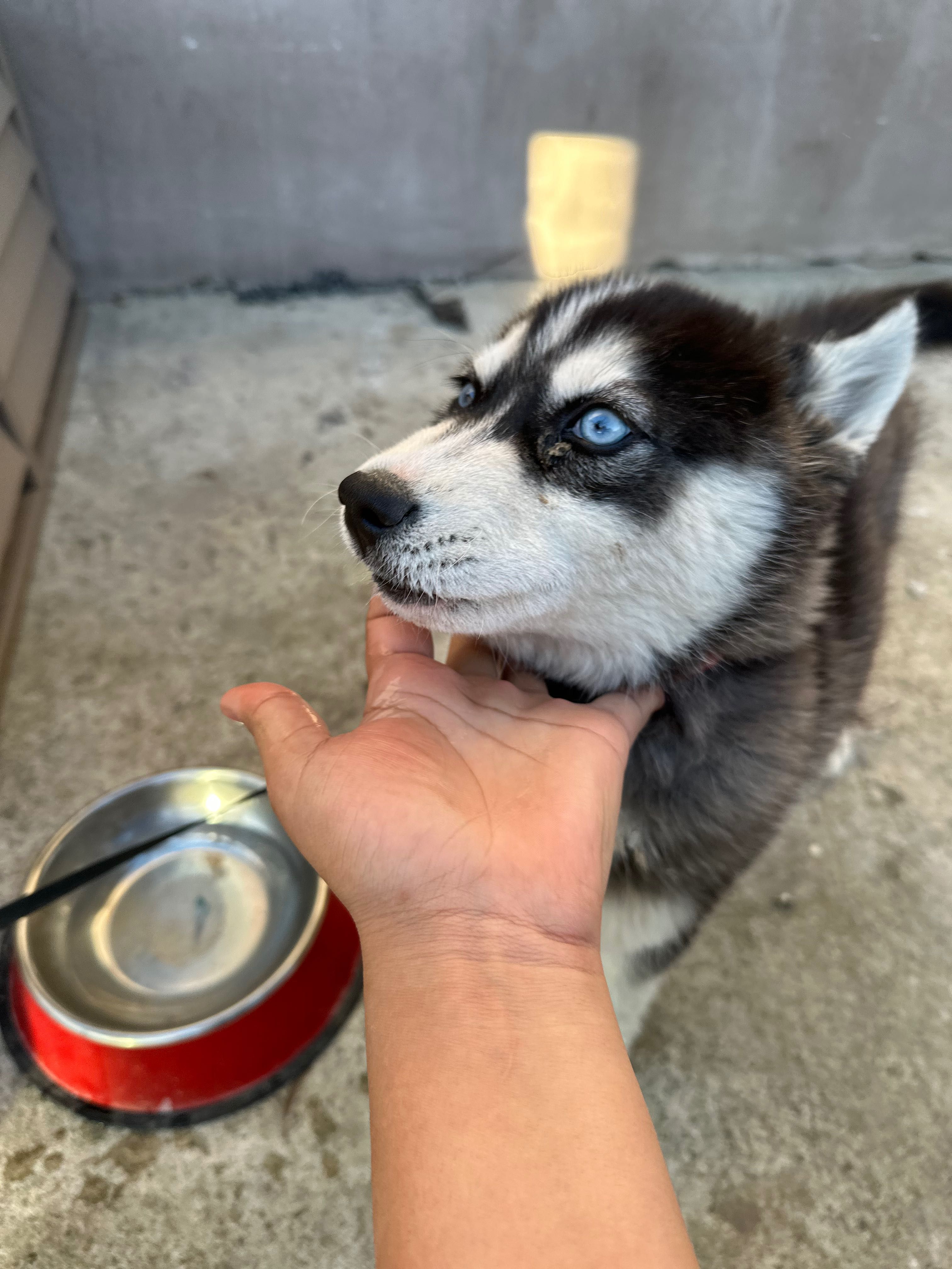 Câine husky rasa pura