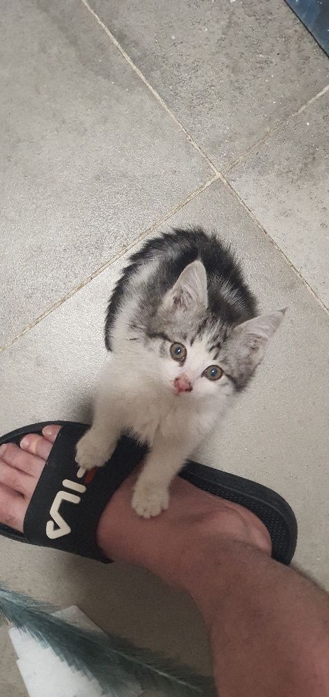 Отдам шикарного котёнка в добрый руки