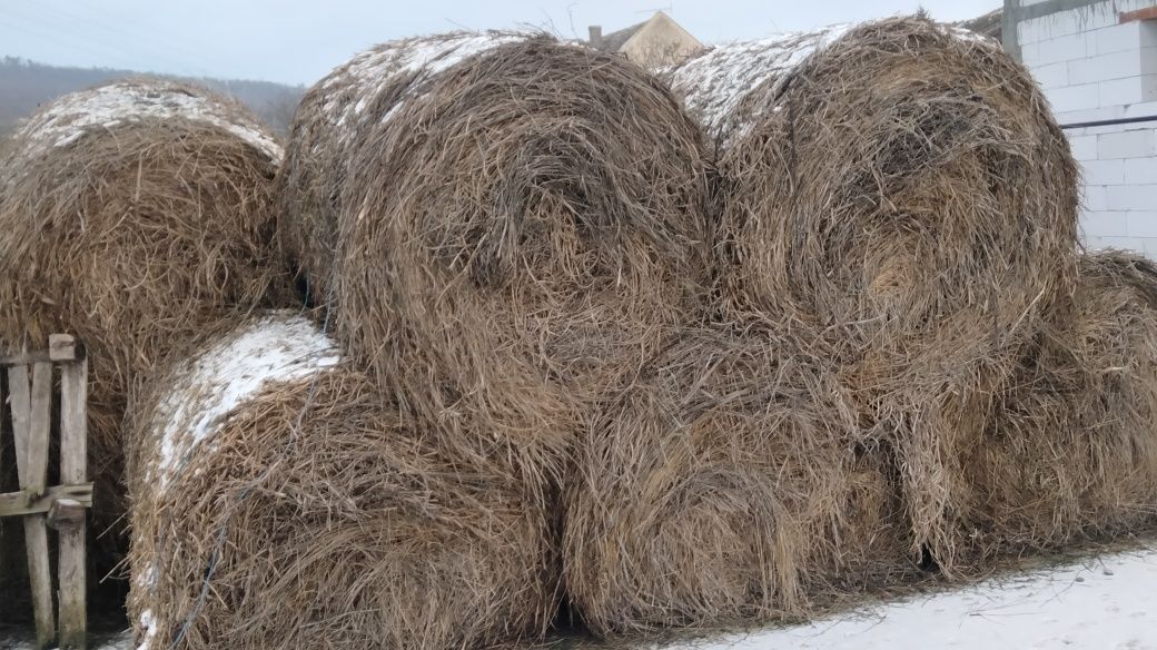 Baloți de lucernă de vînzare