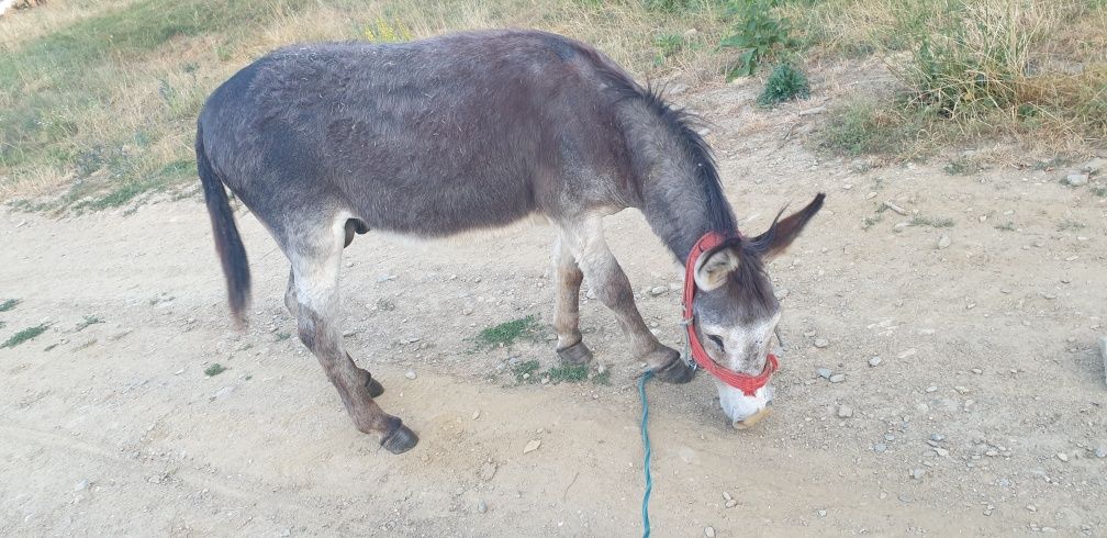 Magar de 4 ani cu tot cu șa