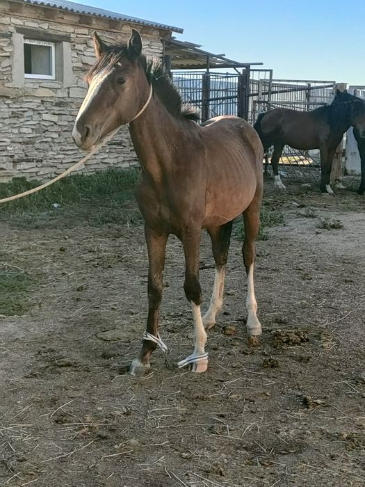 Продается лошадь Тай 1,3 года