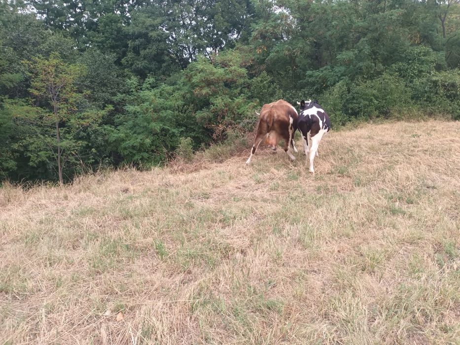 vând vaci gestante și taur
