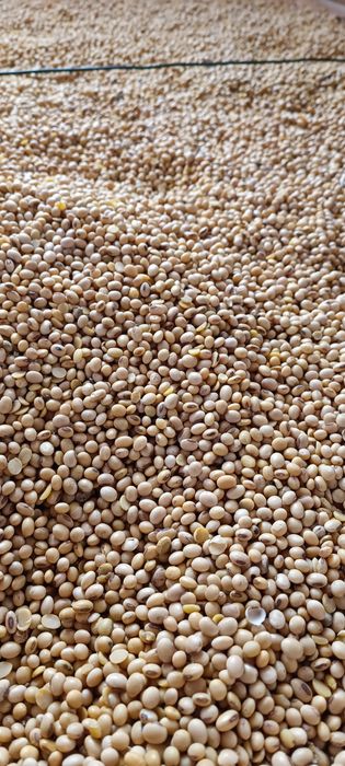 Vând porumb boabe 2025