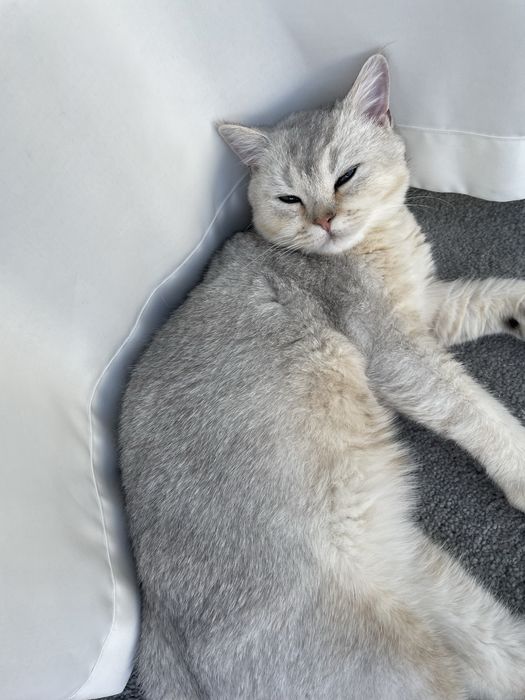 ВЯЗКА Чистокровная серебристая шиншилла