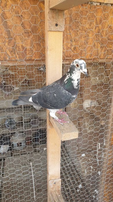 Ocazie! Vand 4 femele voiajor de concurs cu  super origini!