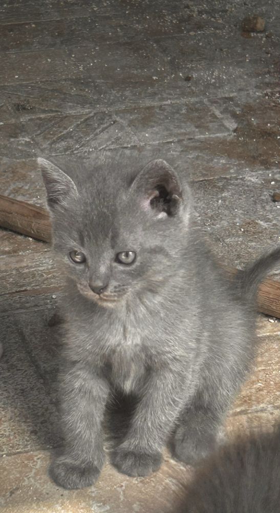 Donez pisoi adorabili, metis British Shorthair, 2 luni