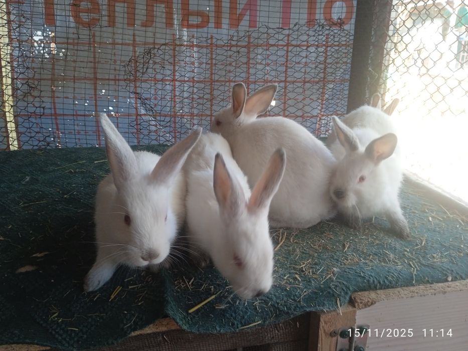 Kaliforniya bolalari sotuvda