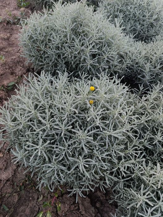 Vând butași și tufe de lavandă diferite marimi
