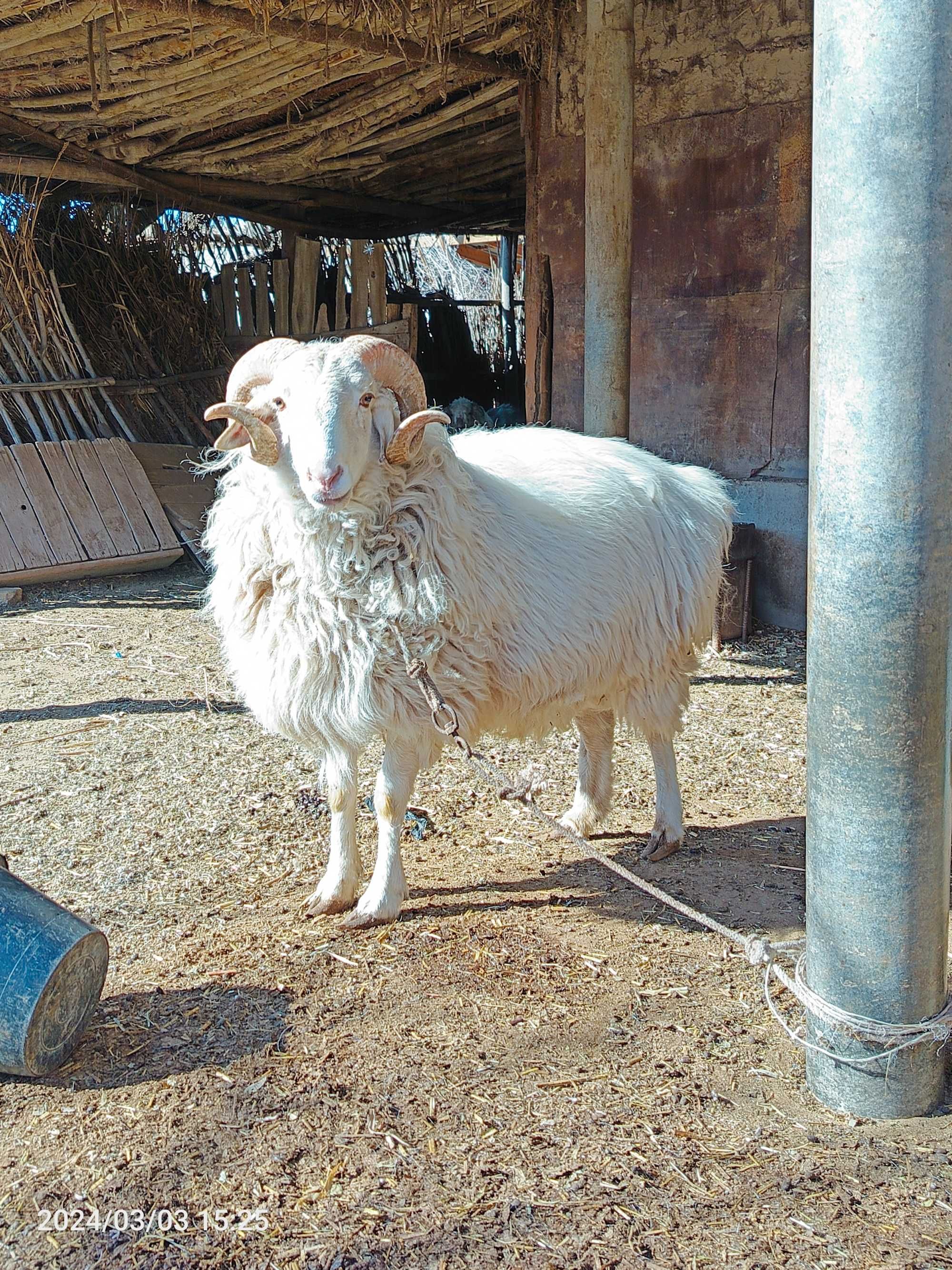 Кошкар сатылады, Халкабадта, казакы 4 миллион