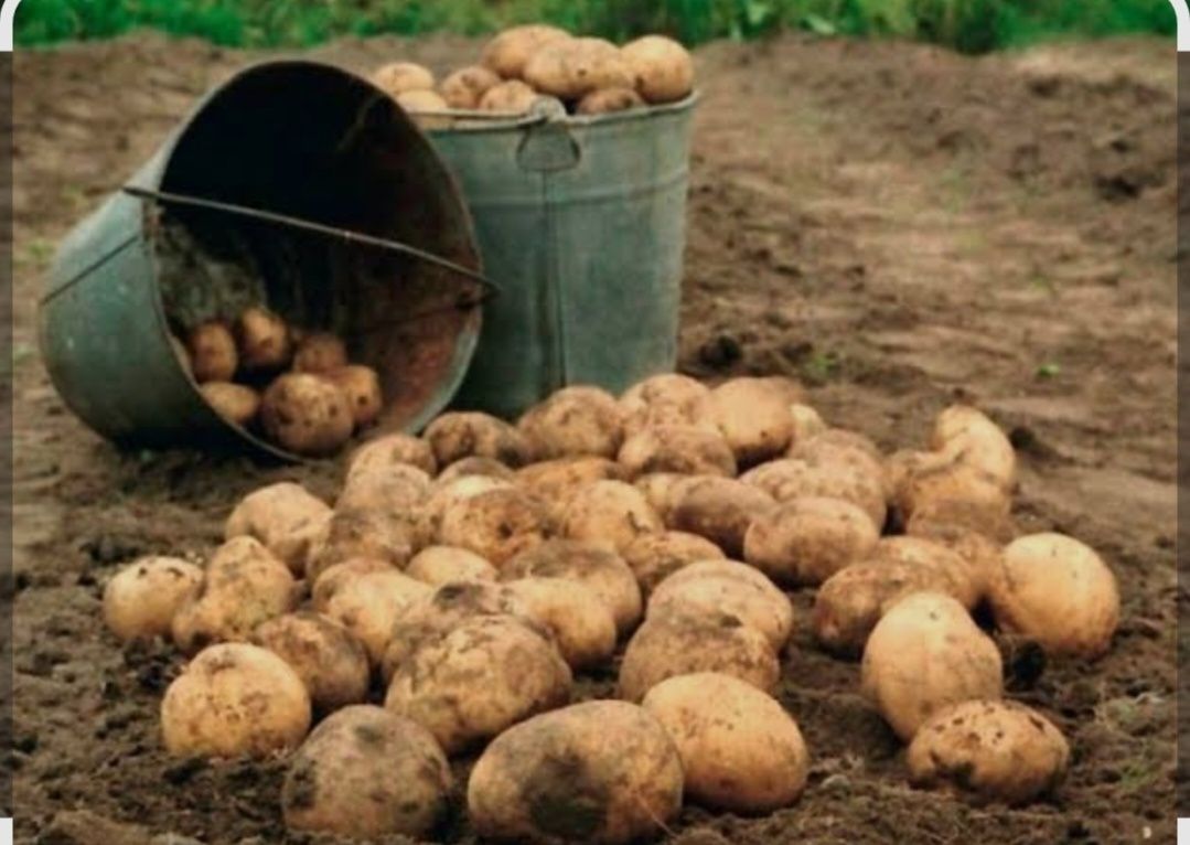Продаю картофель домашний