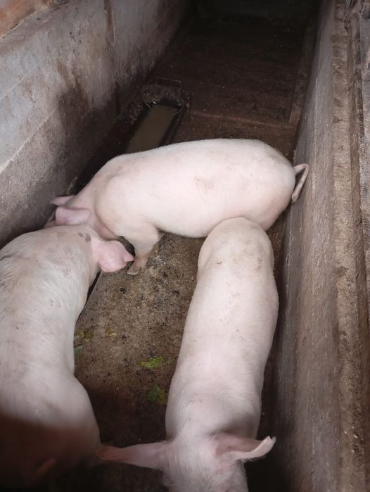 Cereale de anul acesta