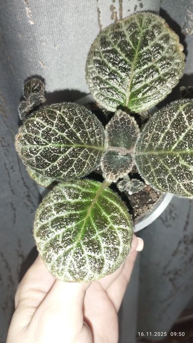 Продаются эписции шикарные