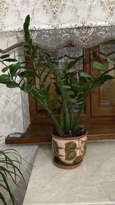 Комнатные растение