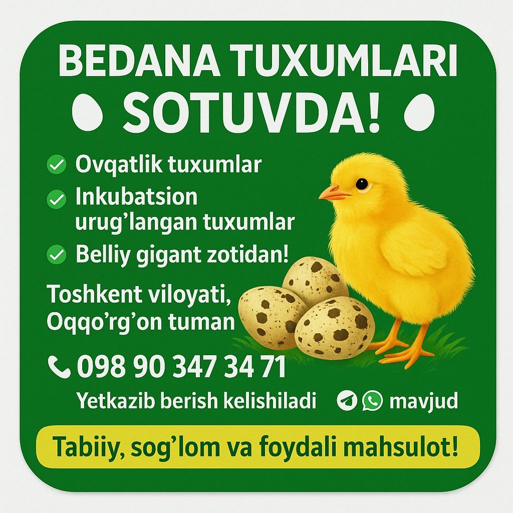 Bedana belliy gigant zotli urug‘langan tuxumlari bor