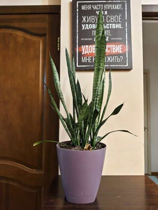 Комнатное растение сансеверия