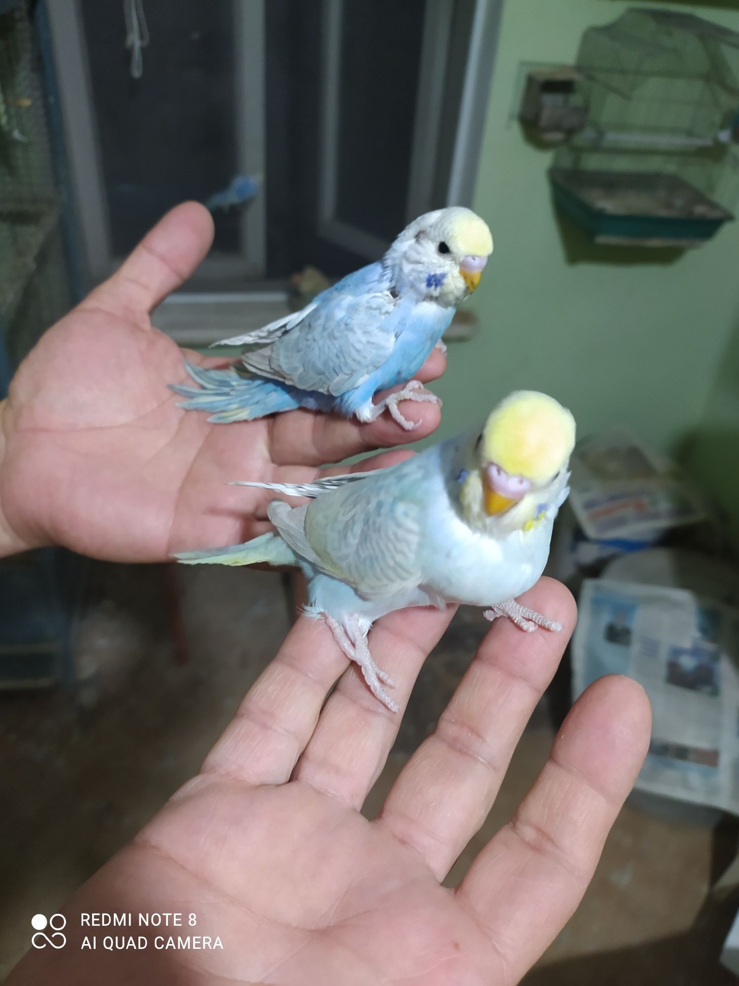 Попугаи радужные