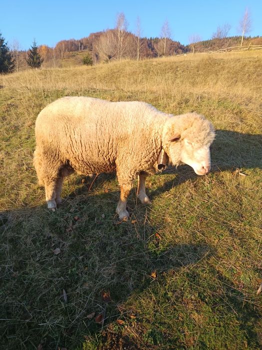 Vând berbec rugin merinos