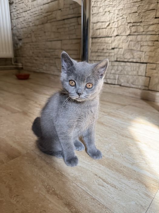 Vand puiut British Shorthair