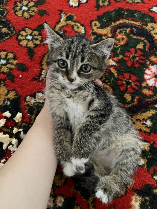 Котята бесплатно даром