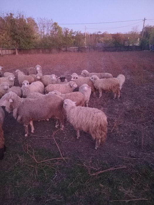 Vand carlani si berbeci