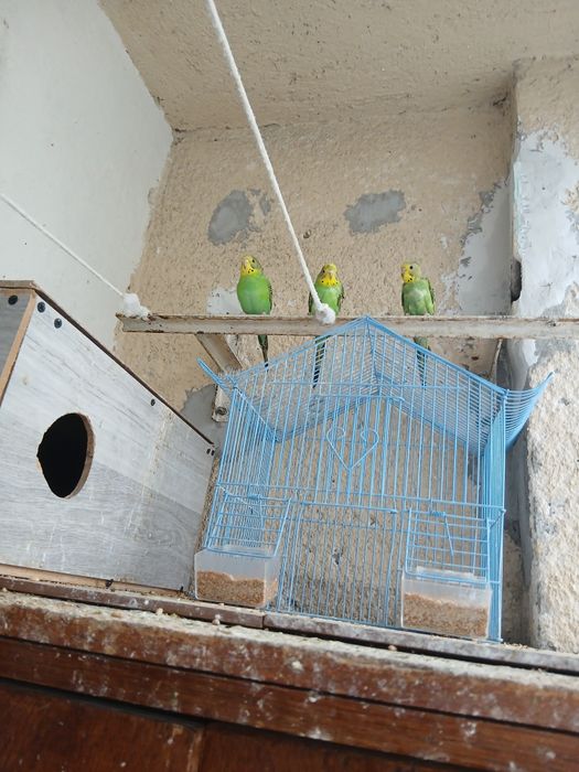 Vând Papagali Peruș