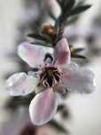 Семена от манука (Leptospermum scoparium)